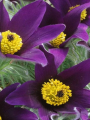 Sasanka violet984.png