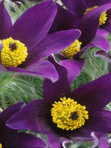 Sasanka zwyczajna 'Violet Bells' - Pulsatilla vulgaris 'Violet Bells'