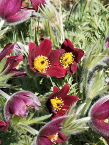  Sasanka zwyczajna 'Red Bells' - Pulsatilla vulgaris 'Red Bells'
