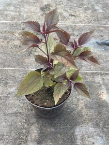 Sadziec pomarszczony 'Chocolate' - Eupatorium rugosum  'Chocolate' 