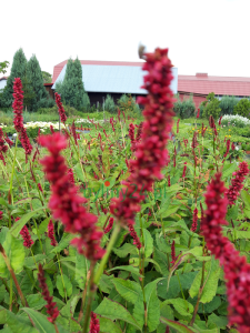 Rdest himalajski 'Fat Domino' - Persicaria amplexicaulis  'Fat Domino'