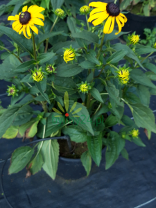 Rudbekia błyskotliwa 'Goldsturm' - Rudbeckia fulgida 'Goldsturm' 
