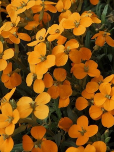 Pszonak 'Orange Flame' -  Erysimum  'Orange Flame' 