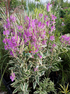 Odętka wirginijska 'Variegata' - Physostegia virginiana  'Variegata'