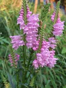 Odętka wirginijska 'Rosea' - Physostegia virginiana  'Rosea' 