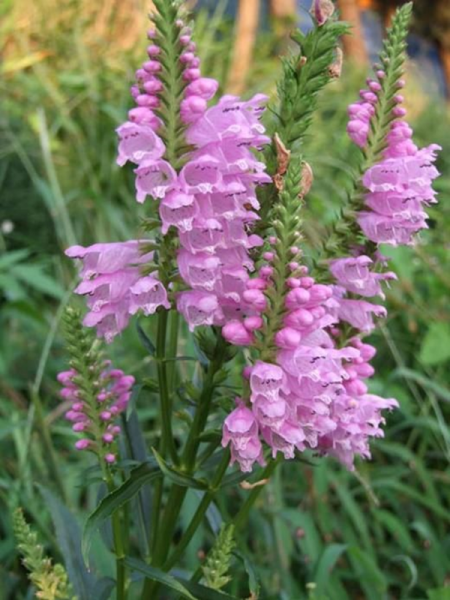Physostegia virginiana 'Rosea'3d6a613c50d274d441e41b6445438e05.png