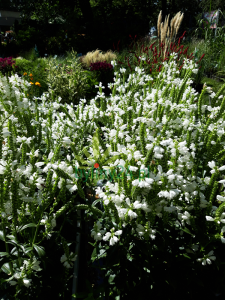 Odętka wirginijska 'Alba' - Physostegia virginiana  'Alba'