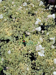 Lepnica nadmorska 'Druett's Variegated' - Silene maritima  'Druett's Variegated'