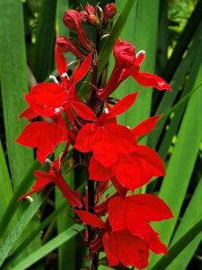 Lobelia speciosa 'Fan Shop Scarlet'1407.png
