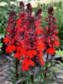 Lobelia speciosa 'Fan Shop Scarlet'1409.png