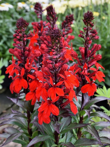 Lobelia okazała 'Fanship  Scarlet' - Lobelia speciosa 'Fanship  Scarlet'