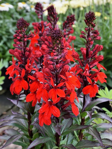 Lobelia speciosa 'Fan Shop Scarlet'1409.png