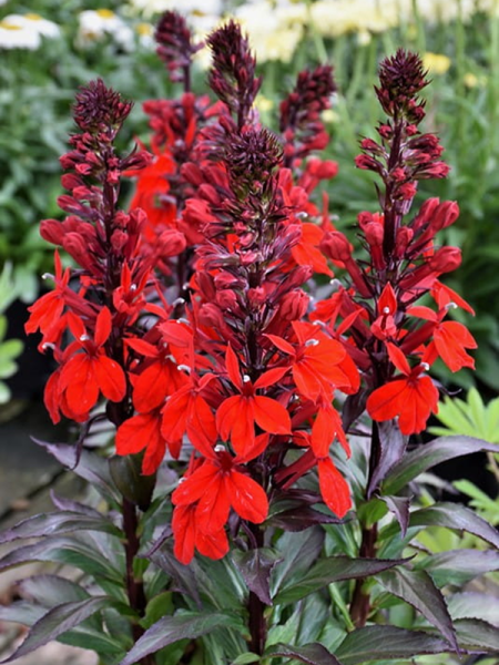 Lobelia speciosa 'Fan Shop Scarlet'1409.png