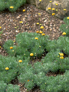 Kotula owłosiona - Cotula hispida