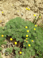 Cotula hispida20461c1db1352afe660db9548817825f.png