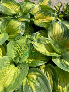 Funkia 'Cathedral Windows' - Hosta 'Cathedral Windows' 