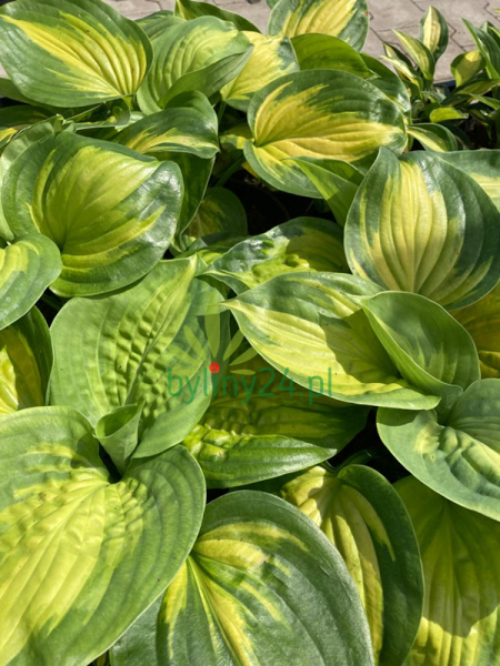 WhatsApp Image 2021-08-26 at 12.12.39 (12).png