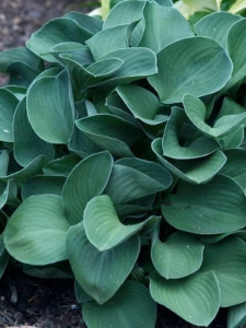 Funkia 'Blue Mouse Ears' - Hosta 'Blue Mouse Ears'