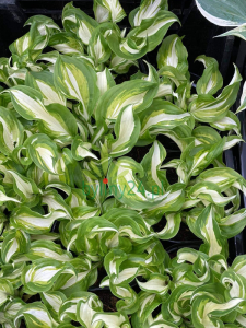 Funkia 'Undulata Mediovariegata' - Hosta 'Undulata Mediovariegata'
