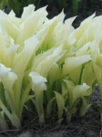 Funkia 'White Fether' - Hosta 'White Fether'