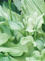 White feather1739.png
