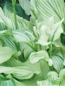 White feather1739.png