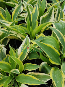 Funkia 'Wolverine' - Hosta  'Wolverine'