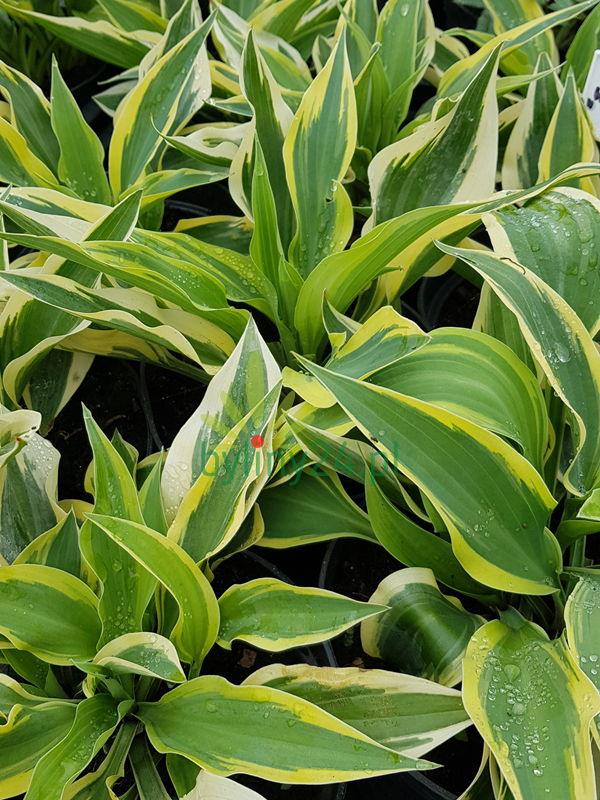 Funkia 'Wolverine' - Hosta  'Wolverine'