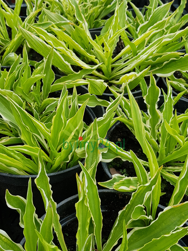 Funkia 'Stiletto' - Hosta  'Stiletto'