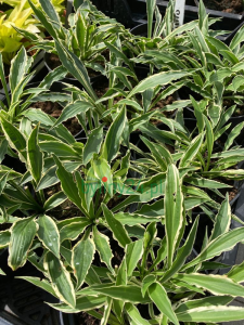 WhatsApp Image 2021-08-26 at 12.12.39 (6).png