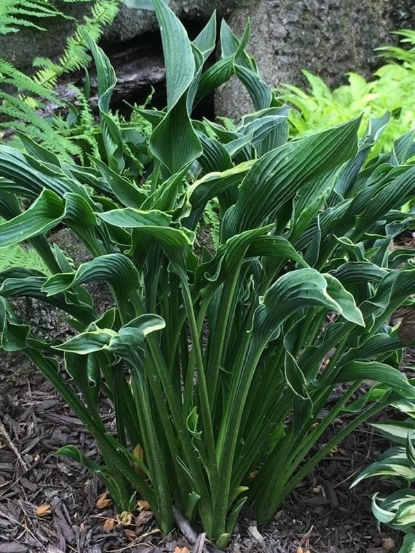 Funkia 'Praying Hands' - Hosta  'Praying Hands' 