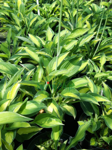 Funkia 'Gypsy Rose' - Hosta 'Gypsy Rose'