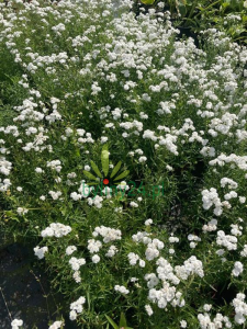 Krwawnik kichawiec 'The Pearl' - Achillea ptarmica 'The Pearl'
