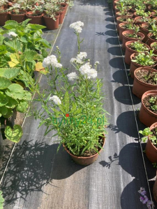 WhatsApp Image 2021-08-26 at 13.24.39 (7) (Copy).png