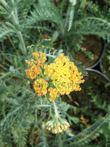 Krwawnik pospolity  'Terracotta' - Achillea millefolium 'Terracotta' 