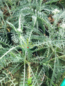 Krwawnik pospolity 'Terracotta' - Achillea millefolium 'Terracotta' (id: 399)