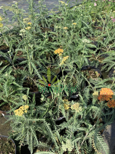 Krwawnik pospolity 'Terracotta' - Achillea millefolium 'Terracotta' (id: 399)
