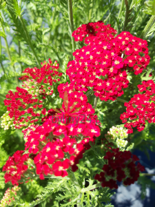 Krwawnik pospolity 'Paprika' - Achillea millefolium  'Paprika' 
