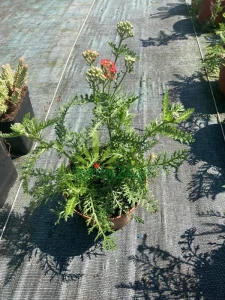 WhatsApp Image 2021-08-26 at 13.23.47 (1) (Copy).png