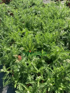 WhatsApp Image 2021-08-26 at 13.23.47 (Copy).png