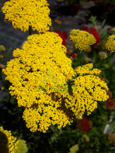 Krwawnik wiązówkowaty 'Summer Gold' - Achillea filipendulina 'Summer Gold'