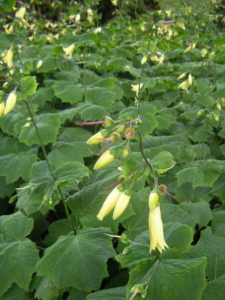 Kirengeszoma dłoniasta - Kirengeshoma palmata 