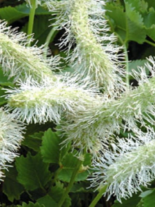 Krwiściąg tępolistny  'Alba'   -   Sanguisorba obtusa 'Alba' 