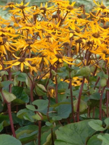 Języczka pomarańczowa - Ligularia dentata