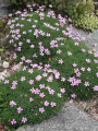 Dianthus erinaceus639ffff2821f0445befac54a274cfc98.png