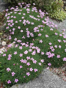 Goździk kolczasty - Dianthus erinaceus 