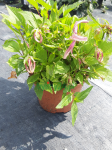 Dzwonek wspaniały 'Pink Oktopus' - Campanula takesimana 'Pink Oktopus'