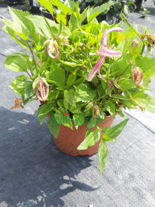 Dzwonek wspaniały 'Pink Oktopus' - Campanula takesimana 'Pink Oktopus'