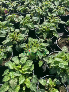 WhatsApp Image 2021-08-26 at 13.23.53 (4) (Copy).png