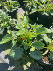 WhatsApp Image 2021-08-26 at 13.23.53 (11).png